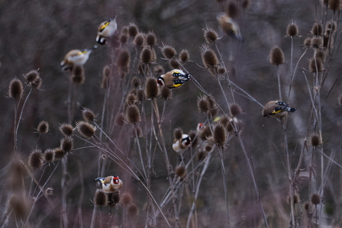 European Goldfinch