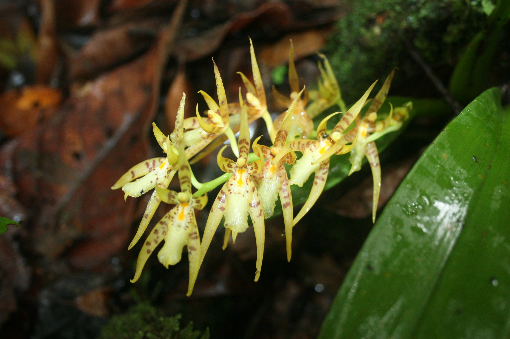 Brassia cochleata (Lindl.) M.W.Chase & N.H.Williams