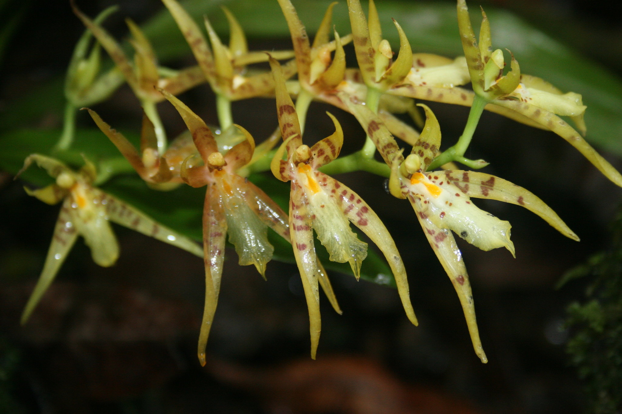 Brassia cochleata (Lindl.) M.W.Chase & N.H.Williams 2