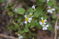 Perityle hofmeisteria