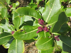 Pittosporum colensoi