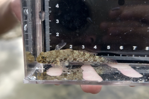 Istigobius ornatus