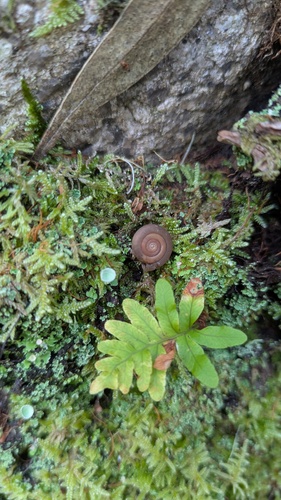 Oestophora lusitanica