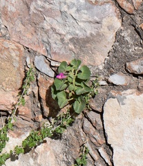 Mabrya erecta