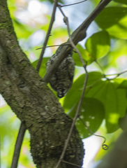 Picumnus albosquamatus