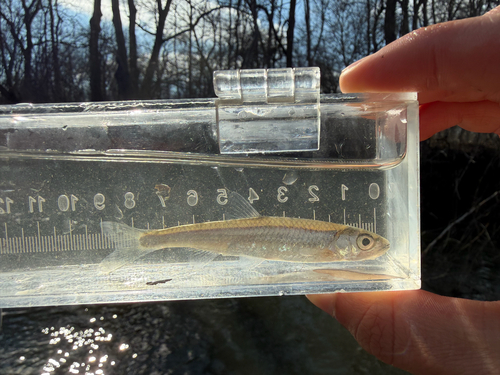 Silver shiner (Notropis photogenis) — Cyprinidae