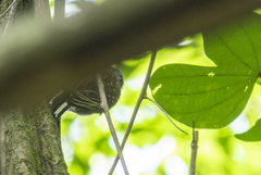 Picumnus albosquamatus