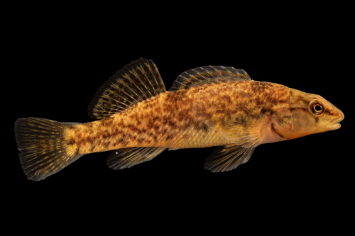 Rainbow Darter, photo 6 of 10