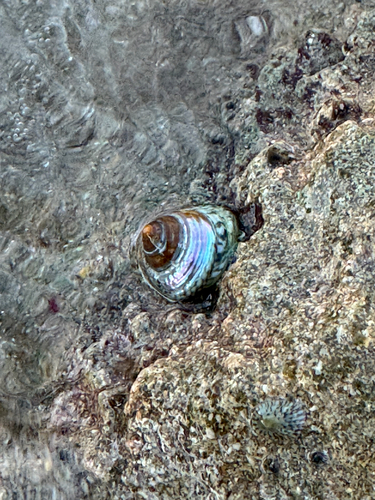 Tegula excavata observed 2026-02-21