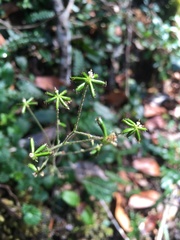 Adenocaulon chilense