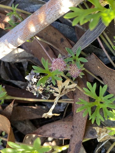 Actinotus gibbonsii, 2026-01-24