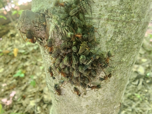 Ferruginous Carpenter Ant photo 6