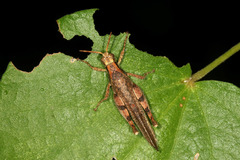 Omalotettix obliquus