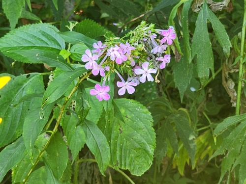 fall phlox (Phlox paniculata)