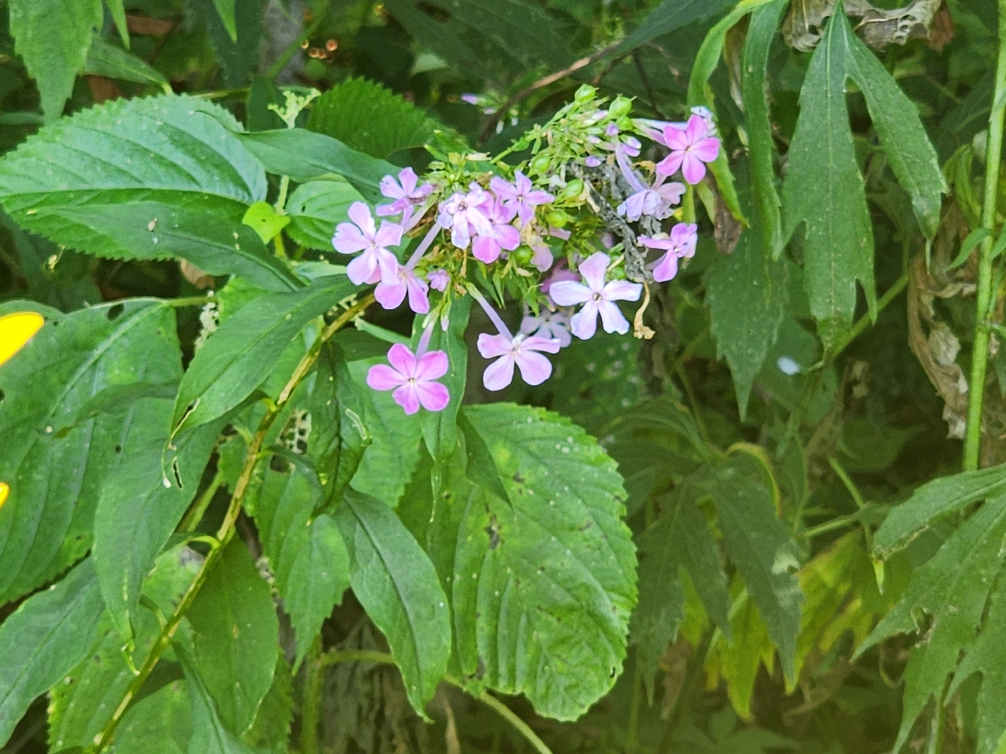 Fall Phlox (Phlox paniculata)