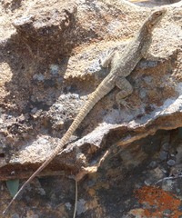 Oplurus grandidieri