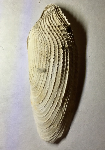 Common piddock