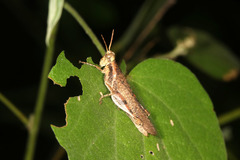Omalotettix obliquus