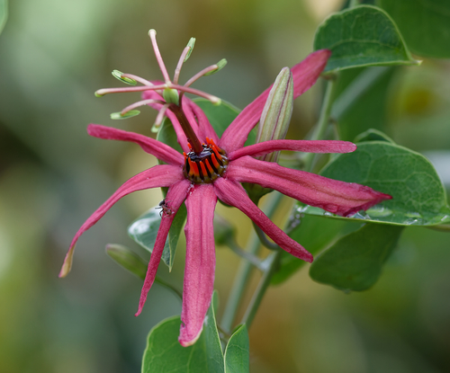 Smooth passion-flower (Passiflora cupraea)