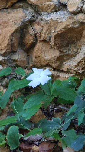 Whitelady (Thunbergia fragrans)