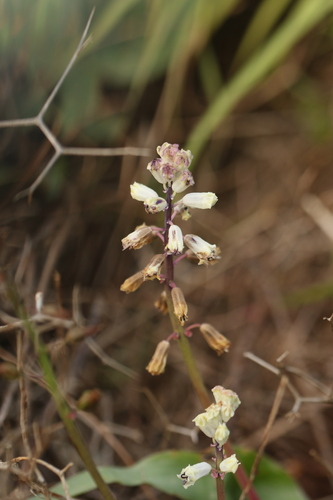 Common Roman Squill (Bellevalia flexuosa)