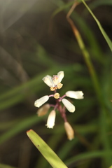 Bellevalia flexuosa, photograph (c) Chaym Turak, some rights reserved (CC BY-SA)