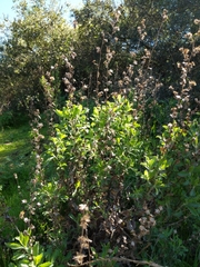Hazardia squarrosa grindelioides