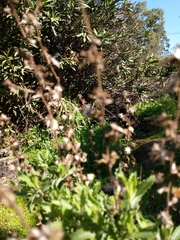 Hazardia squarrosa grindelioides