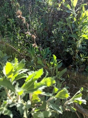 Hazardia squarrosa grindelioides