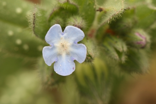 Blunt Nonea (Melanortocarya obtusifolia)