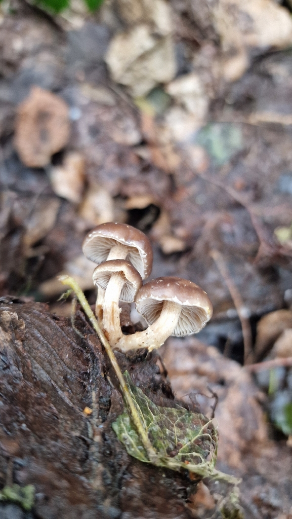 Meottomyces dissimulans · February 2026 · photo: © fungiary (iNaturalist, cc0)