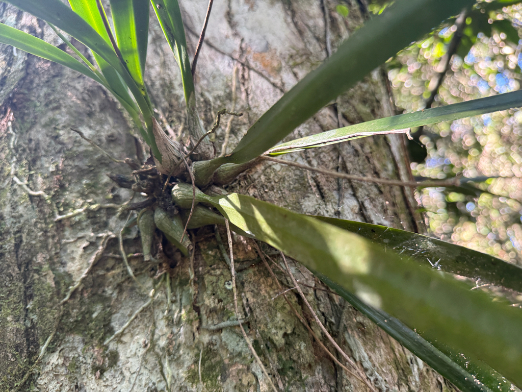 Encyclia gravida (Lindl.) Schltr. 2