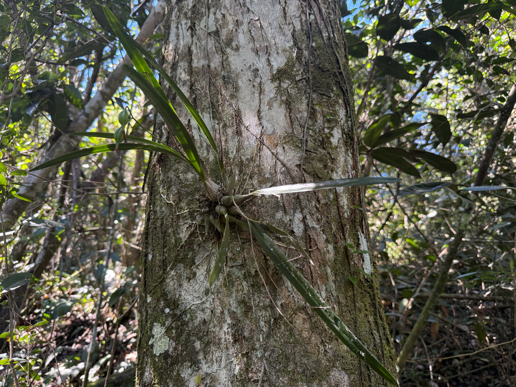 Encyclia gravida (Lindl.) Schltr.
