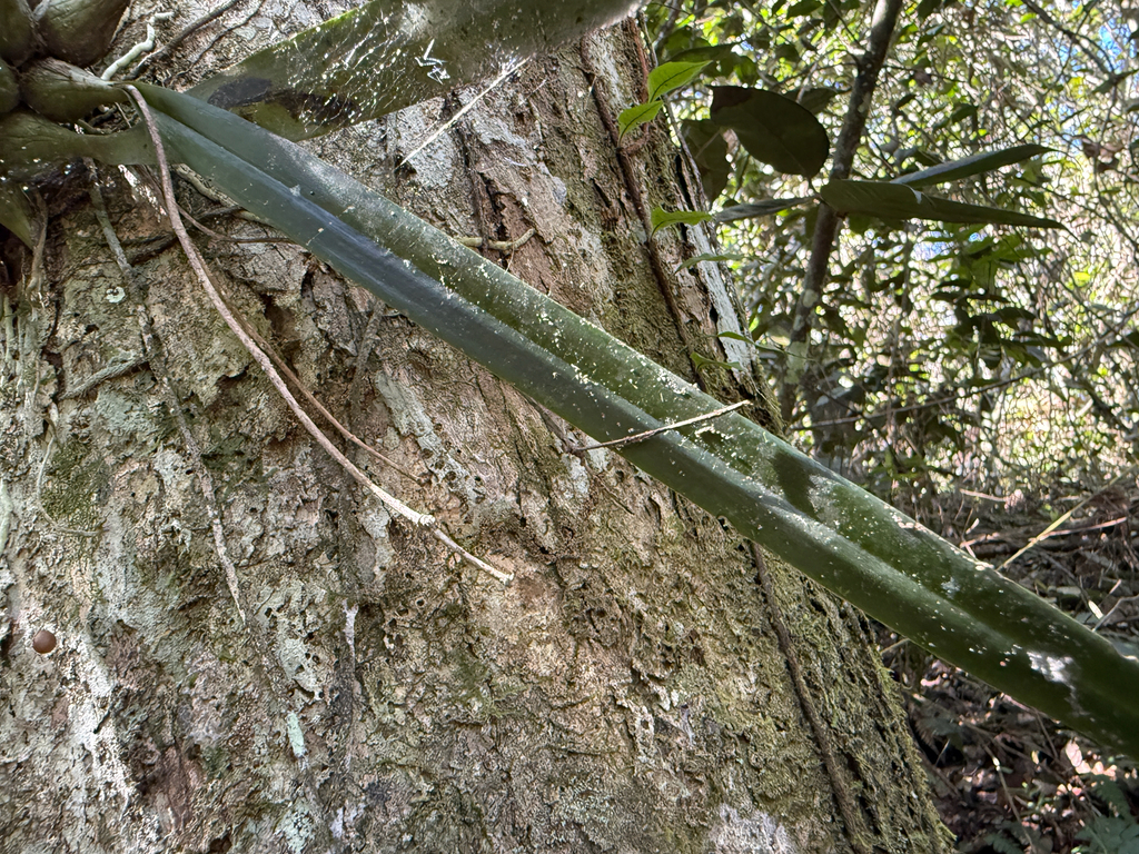 Encyclia gravida (Lindl.) Schltr. 3