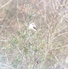 Mimus polyglottos polyglottos