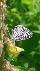Leptotes cassius