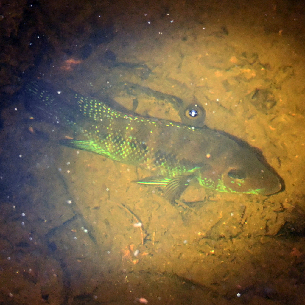 Emerald cichlid (Cribroheros robertsoni) — Cichlidae