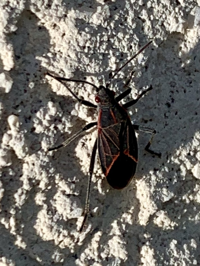 Western Boxelder Bug from NE Kamiaken St, Pullman, WA, US on February ...
