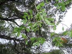 Ochna arborea