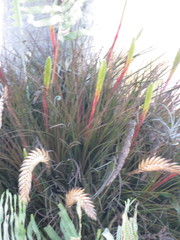 Tillandsia tricolor