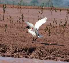 Threskiornis bernieri