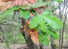 Ochna arborea