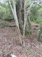 Ochna arborea