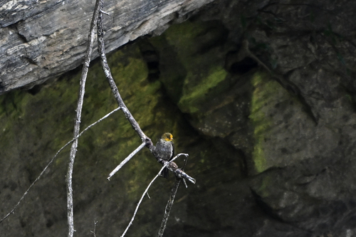 Yellow-rumped Honeyguide (Indicator xanthonotus), photo 5