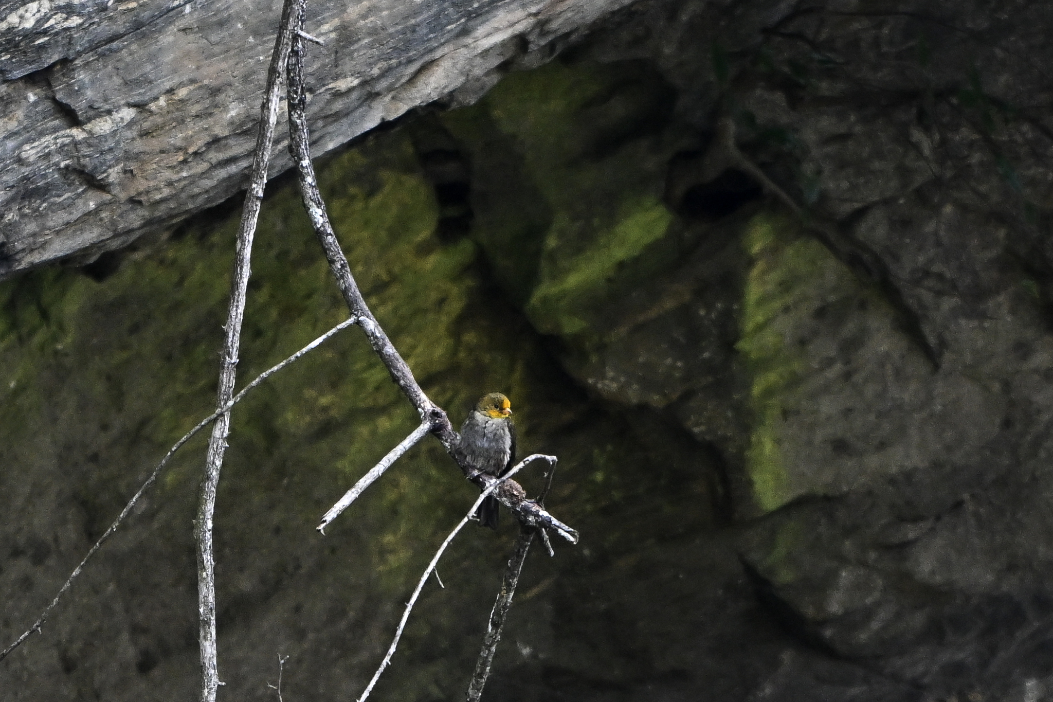 Yellow-rumped Honeyguide (Indicator xanthonotus), photo 10