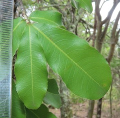 Ochna arborea