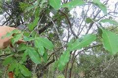 Ochna arborea