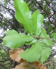 Ochna arborea