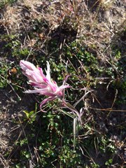 Castilleja arctica