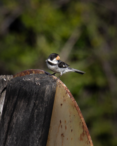 White-throated Seedeater